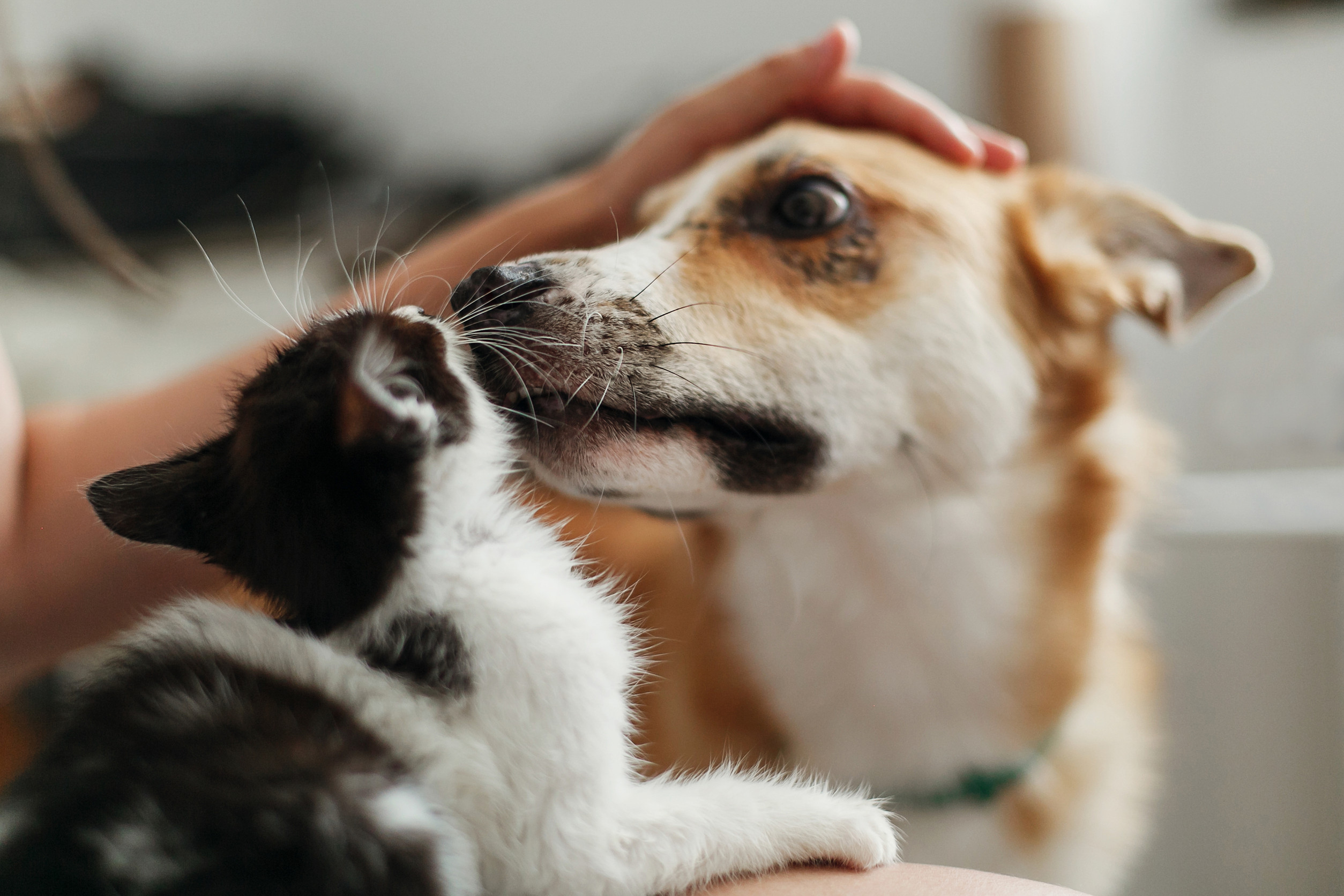 O Que o Plano Petlove Cobre?